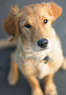 Canine Companion Consulting Coupons  Deals