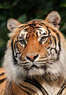 The Garold Wayne Interactive Zoological Park Coupons Wynnewood, OK Deals
