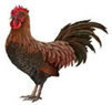 Gallo Nero Coupons Peabody, MA Deals