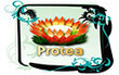 Protea Cafe Coupons Honolulu, HI Deals